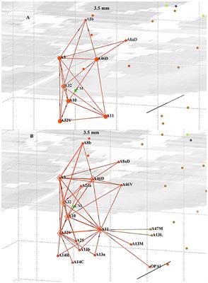 Simulated dynamical transitions in a heterogeneous marmoset pFC cluster